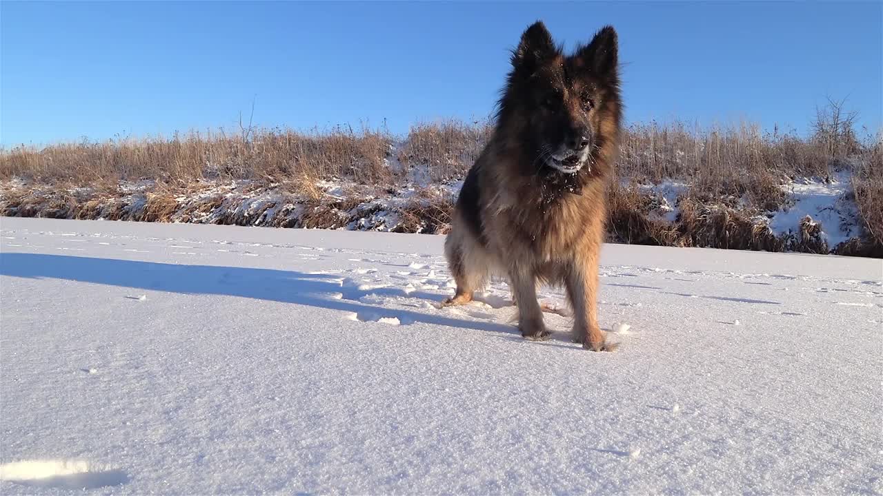 德国牧羊犬在雪中玩耍。视频素材