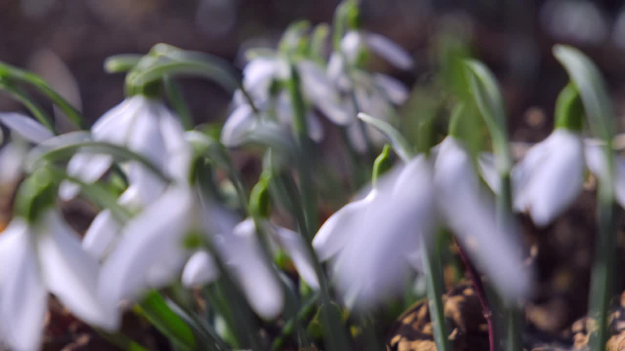 雪花莲盛开视频素材