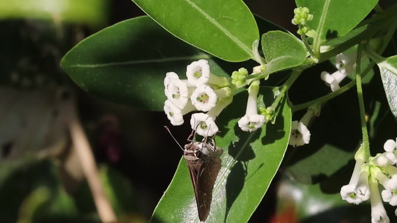 一只稀有的蝴蝶在春天里喝着白花汁视频素材