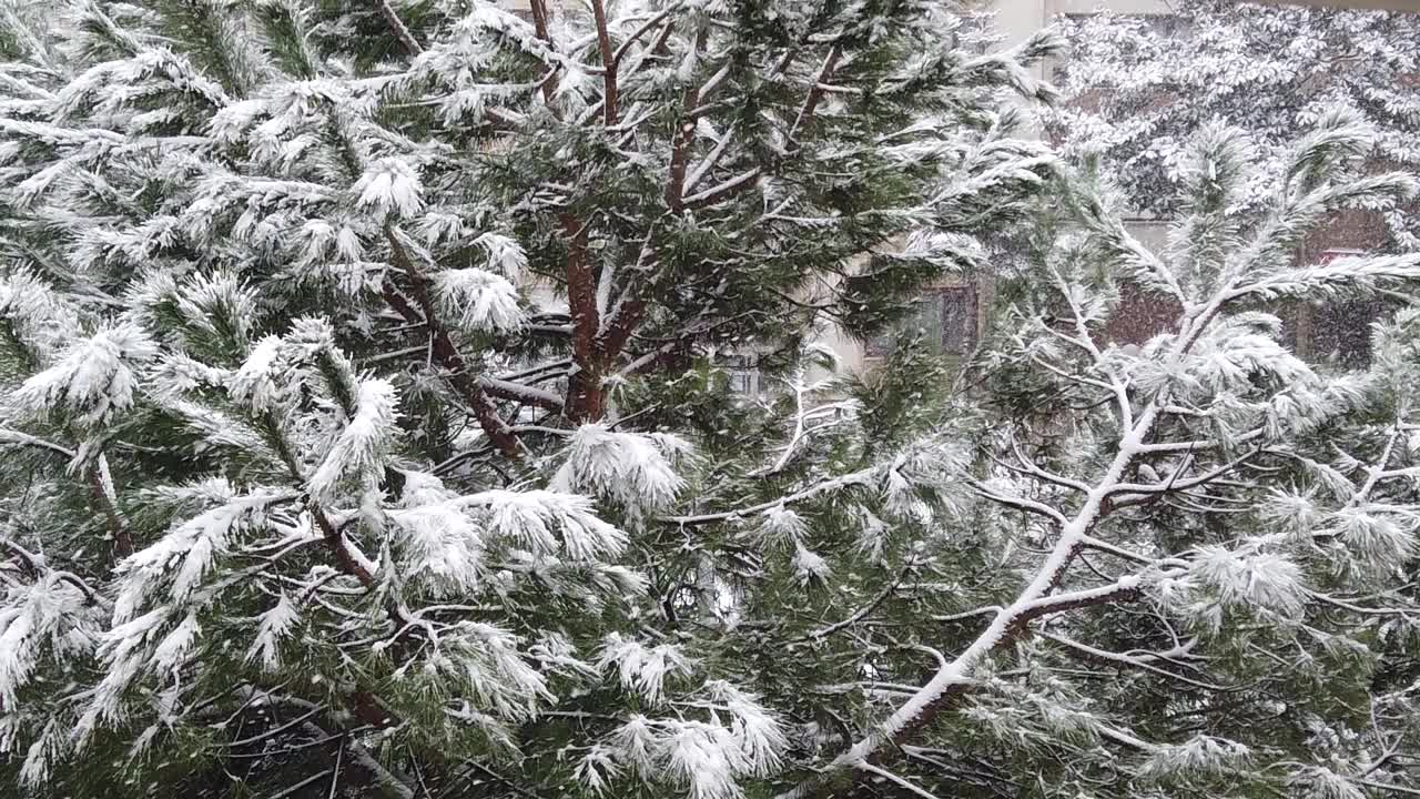 大自然中有松树和雪视频素材