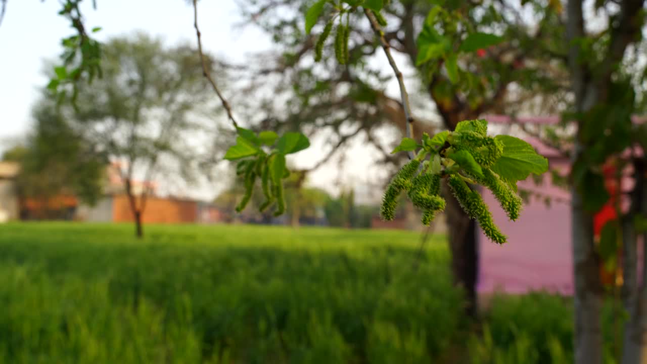 手捧着新鲜的桑树或桑树花蕾。人手检查桑树的有机果实。视频素材