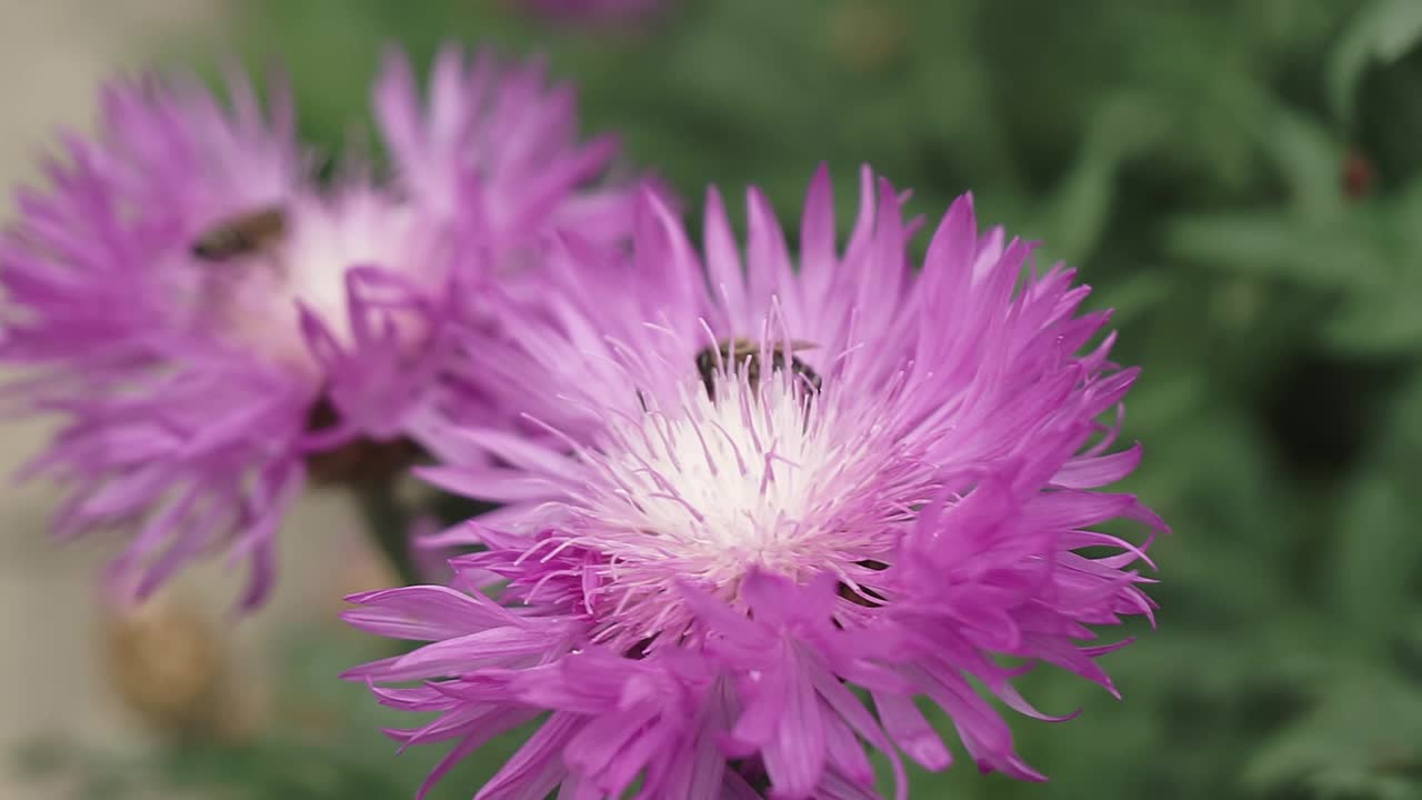 一只蜜蜂在花园里从蓝色的花朵上采集花蜜视频素材