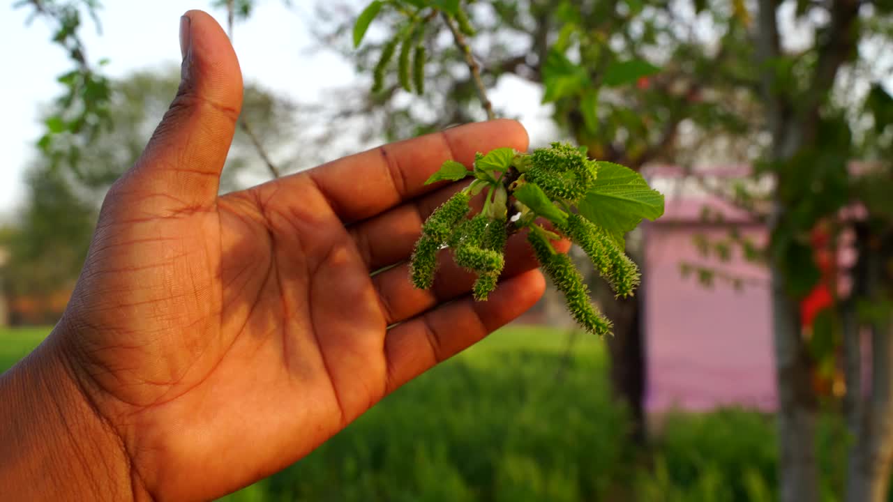 人手捧桑树或桑树花的画面。桑树植物花特写。视频素材