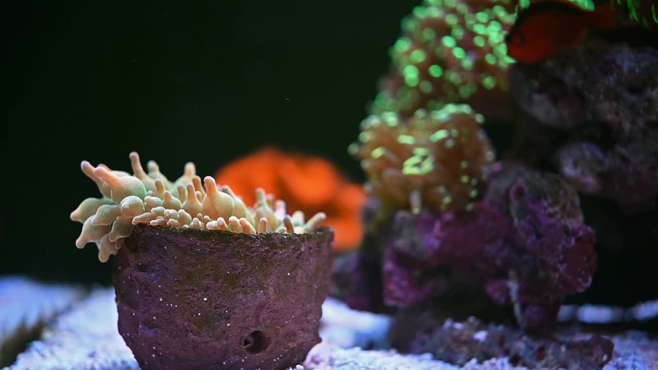 泛观海洋水族馆与美丽的珊瑚和鱼类视频素材