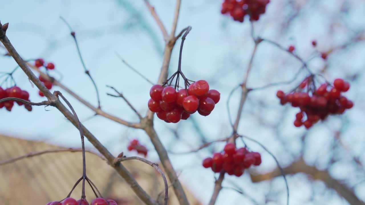 红色明亮的荚果总状花序挂在高蔓越莓树上视频素材