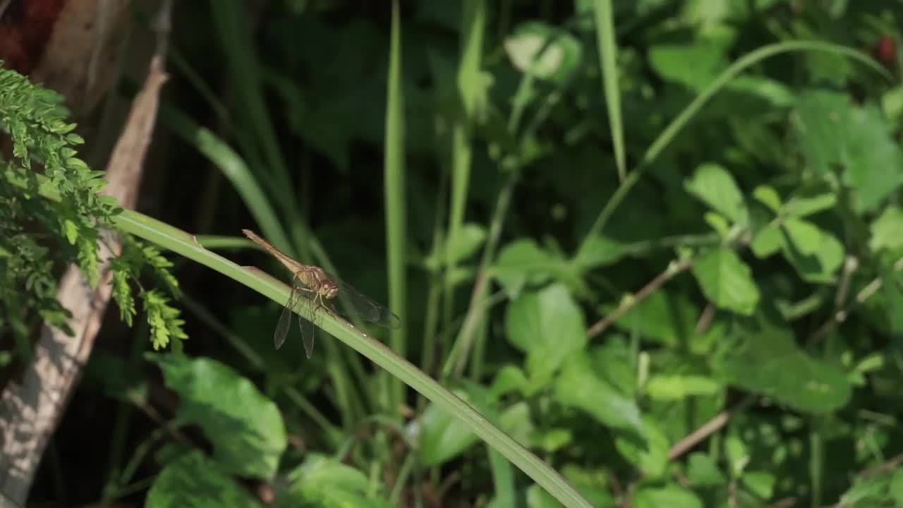 一个橙色的蜻蜓视频素材