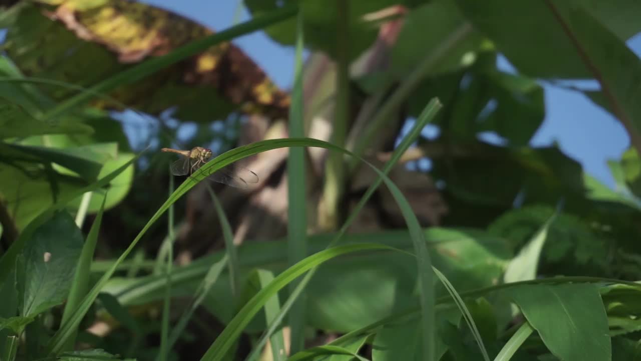 一个橙色的蜻蜓视频素材