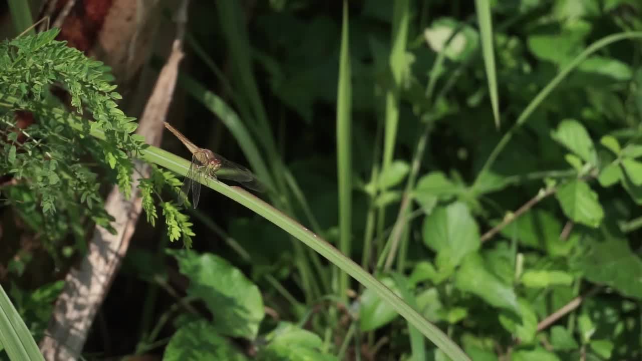 一个橙色的蜻蜓视频素材