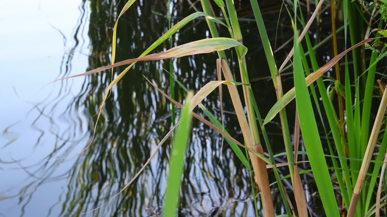 从河水表面生长的芦苇视频素材