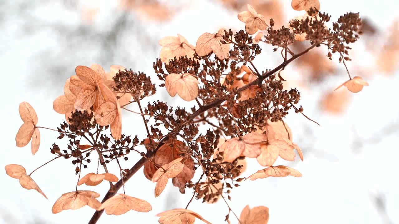 干绣球花的花序在冬天的花园里随风摇摆视频素材