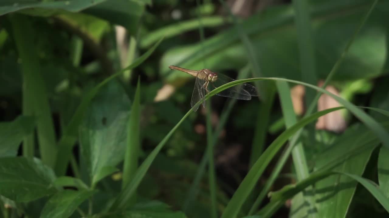 一个橙色的蜻蜓视频素材