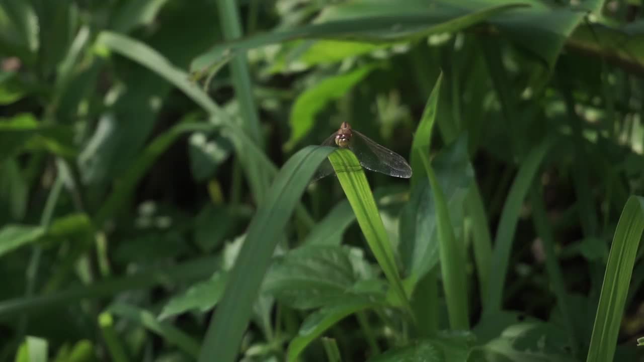 一个橙色的蜻蜓视频素材