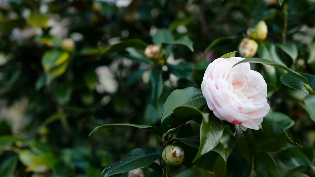 山茶花盛开视频素材