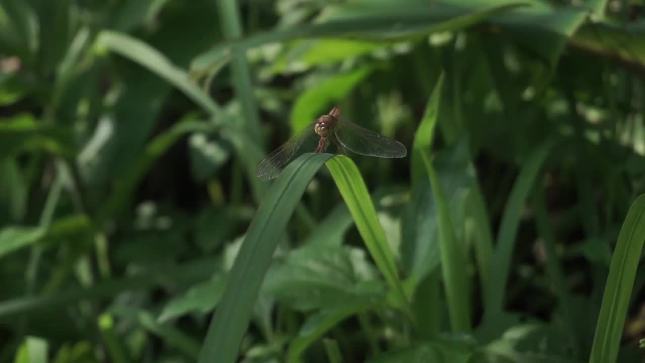 一个橙色的蜻蜓视频素材