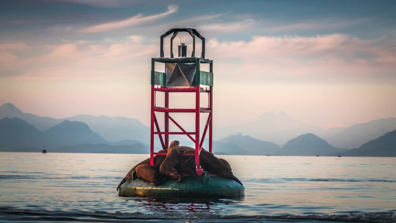 浮标上的虎头海狮-加拿大温哥华岛视频素材