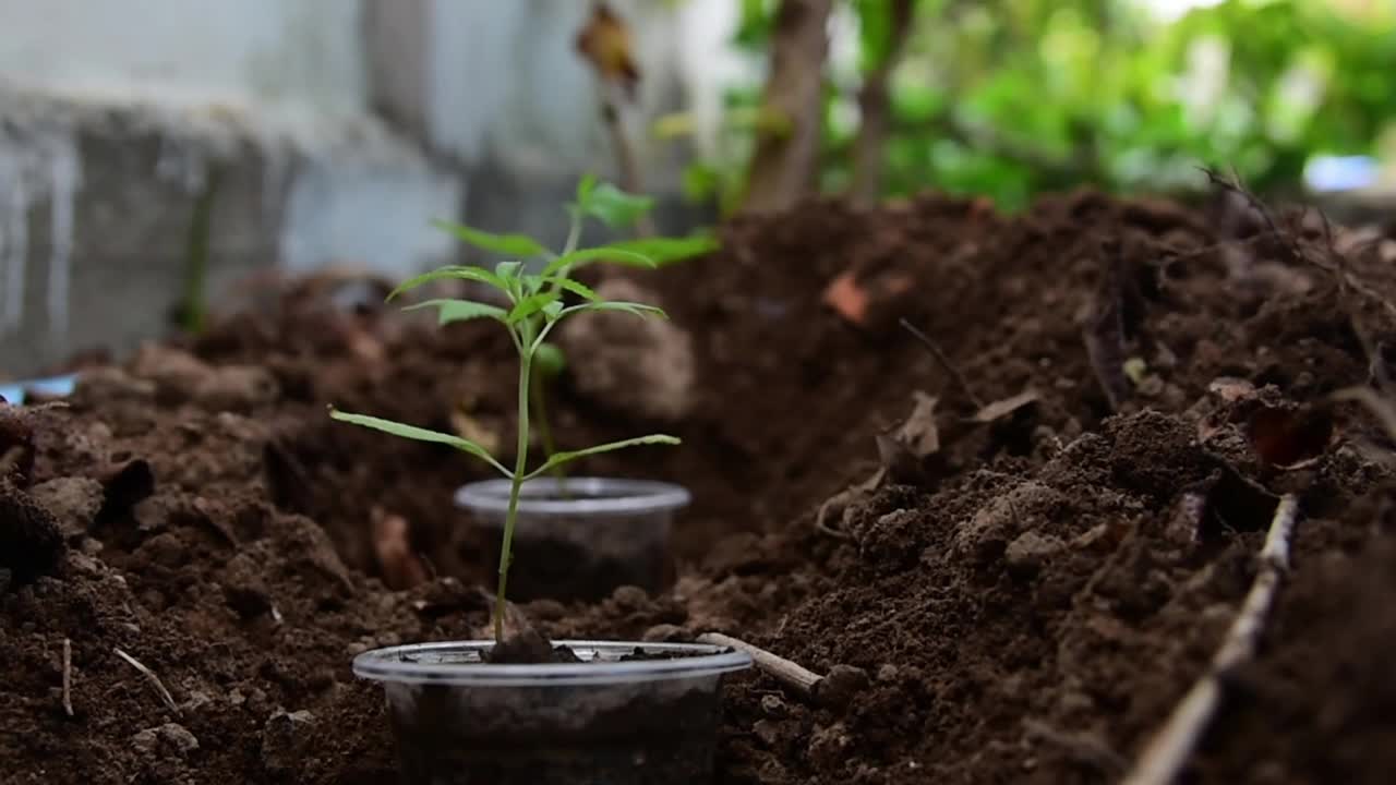 种植大麻视频素材