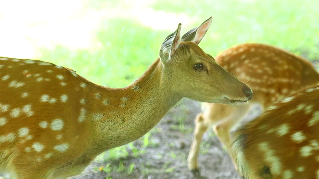 小鹿特写肖像视频素材