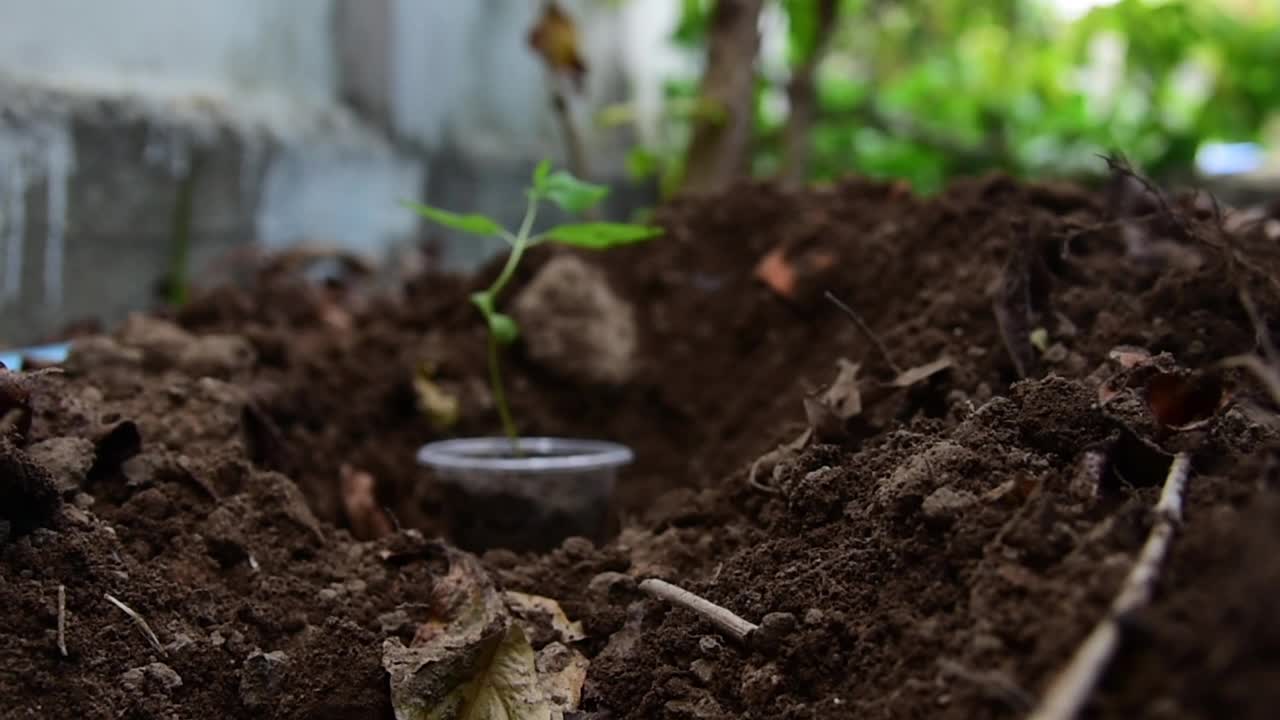 种植大麻视频素材