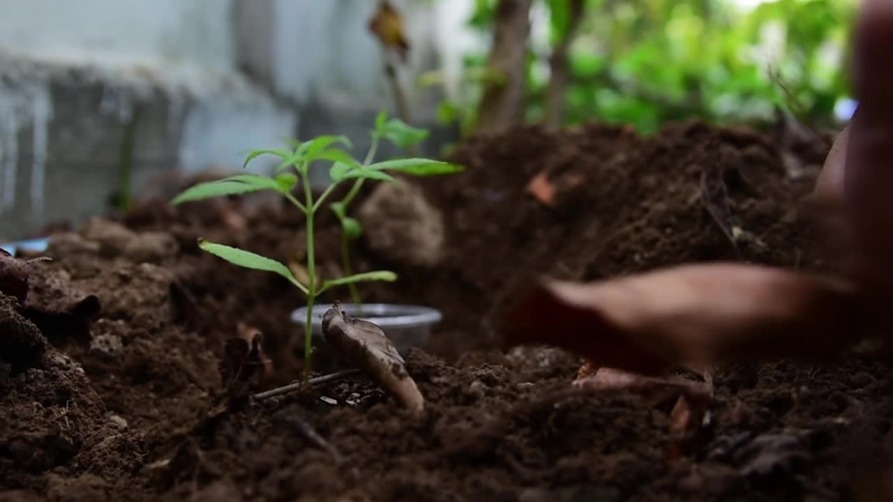 种植大麻视频素材