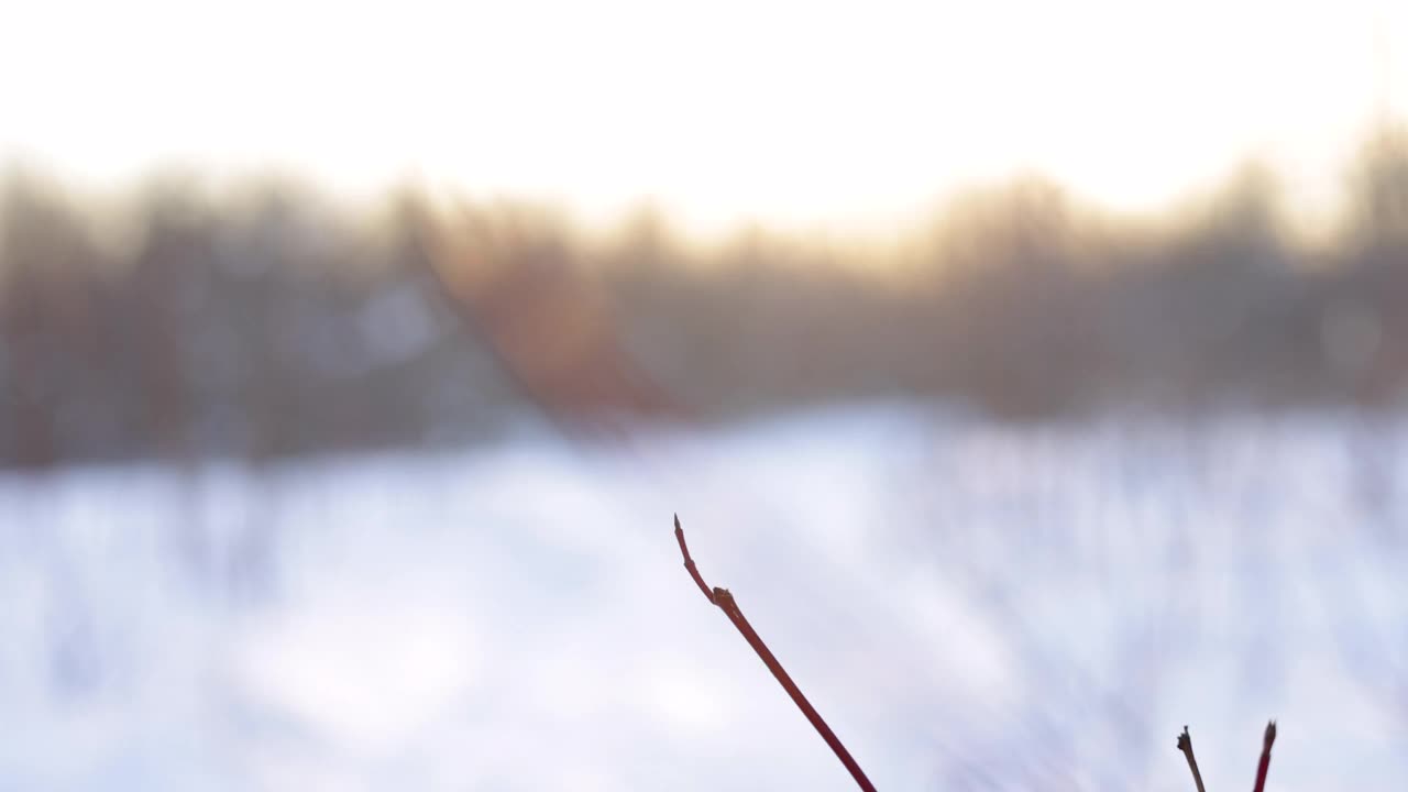 母亲和儿子跑与雪鞋在粉雪户外在冬天视频素材