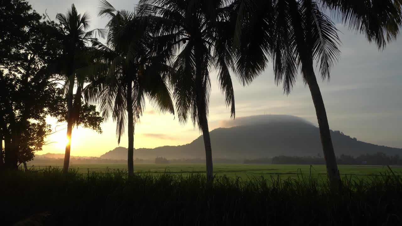 倾斜轮廓椰子树在一排视频素材