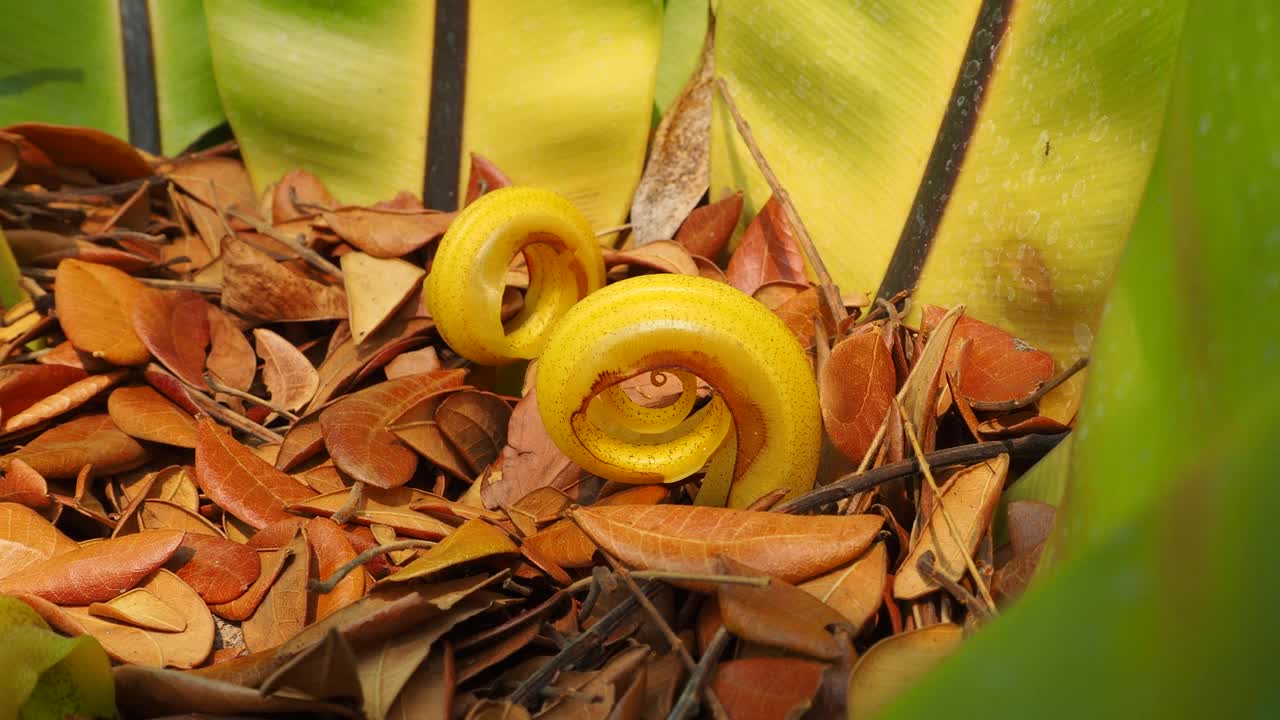 新叶燕窝蕨类(山蕨属)视频素材