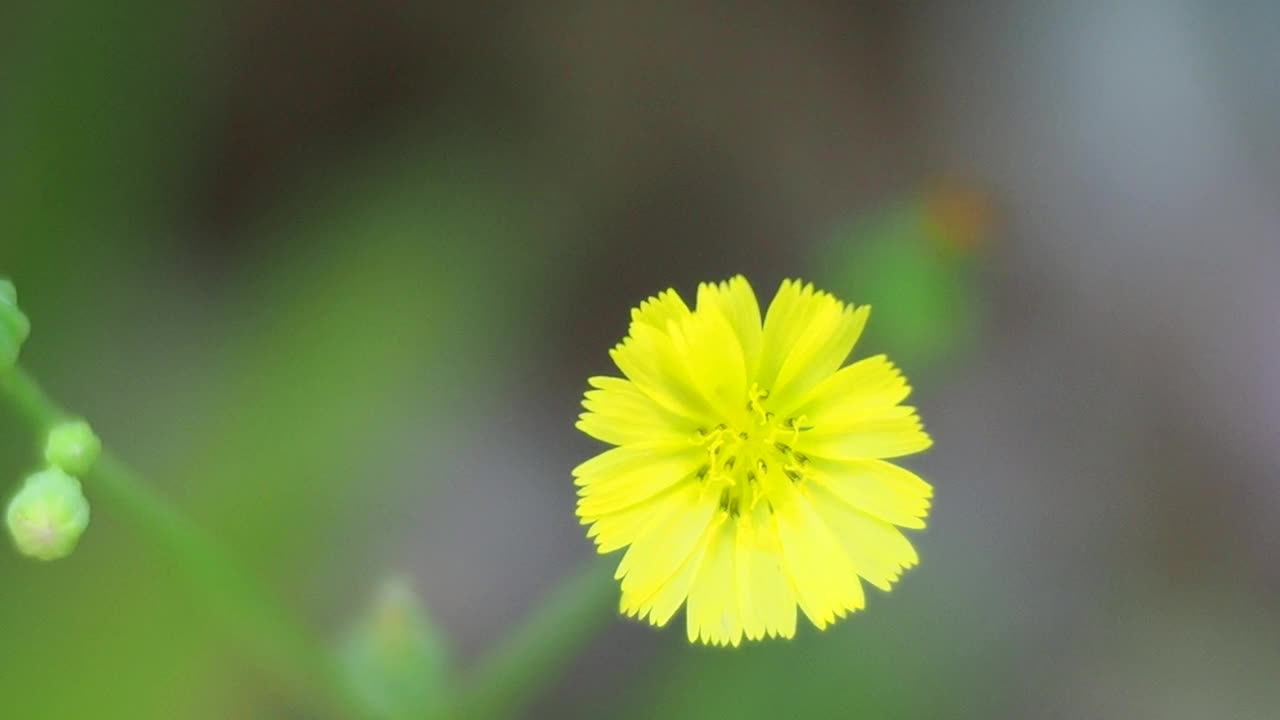 黄色的野花视频素材