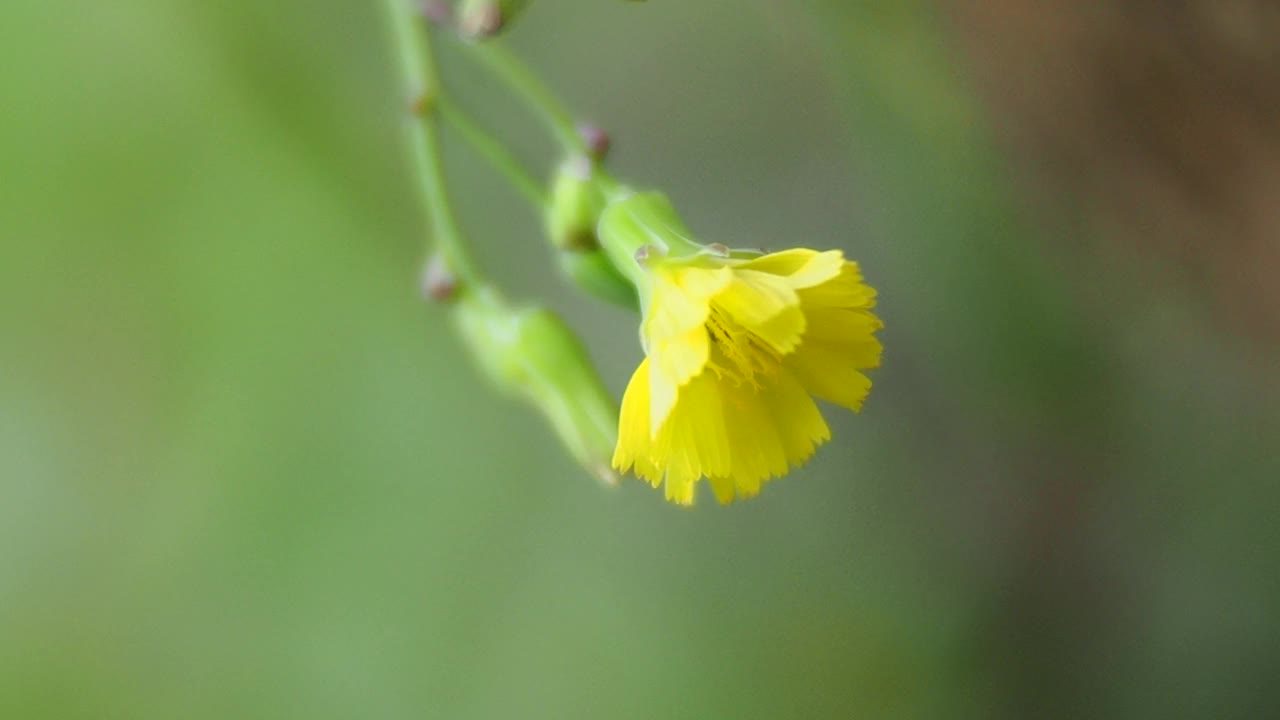 黄色的野花视频素材