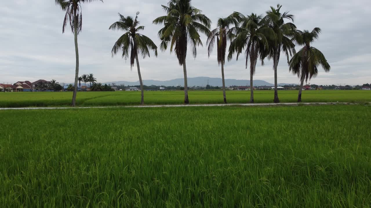 飞过稻田，飞向椰子树视频素材