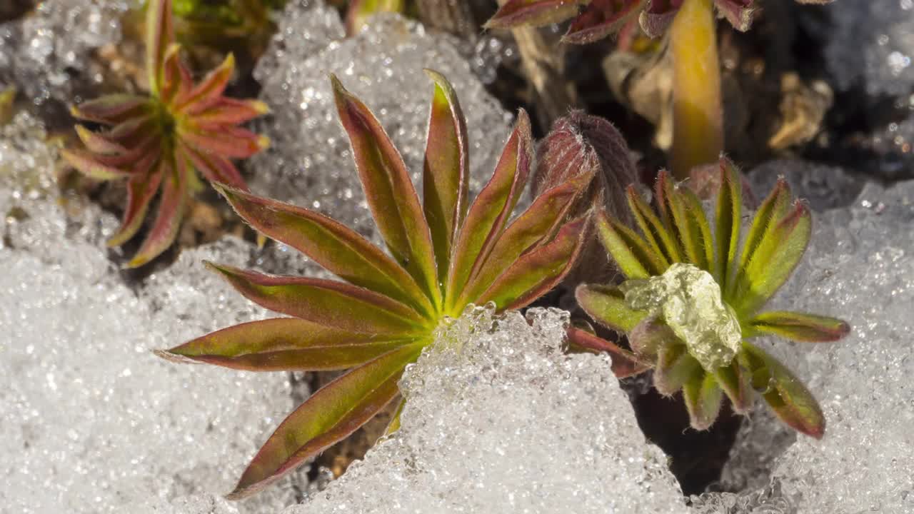 时光流逝，冰雪融化，鲜花绽放视频素材