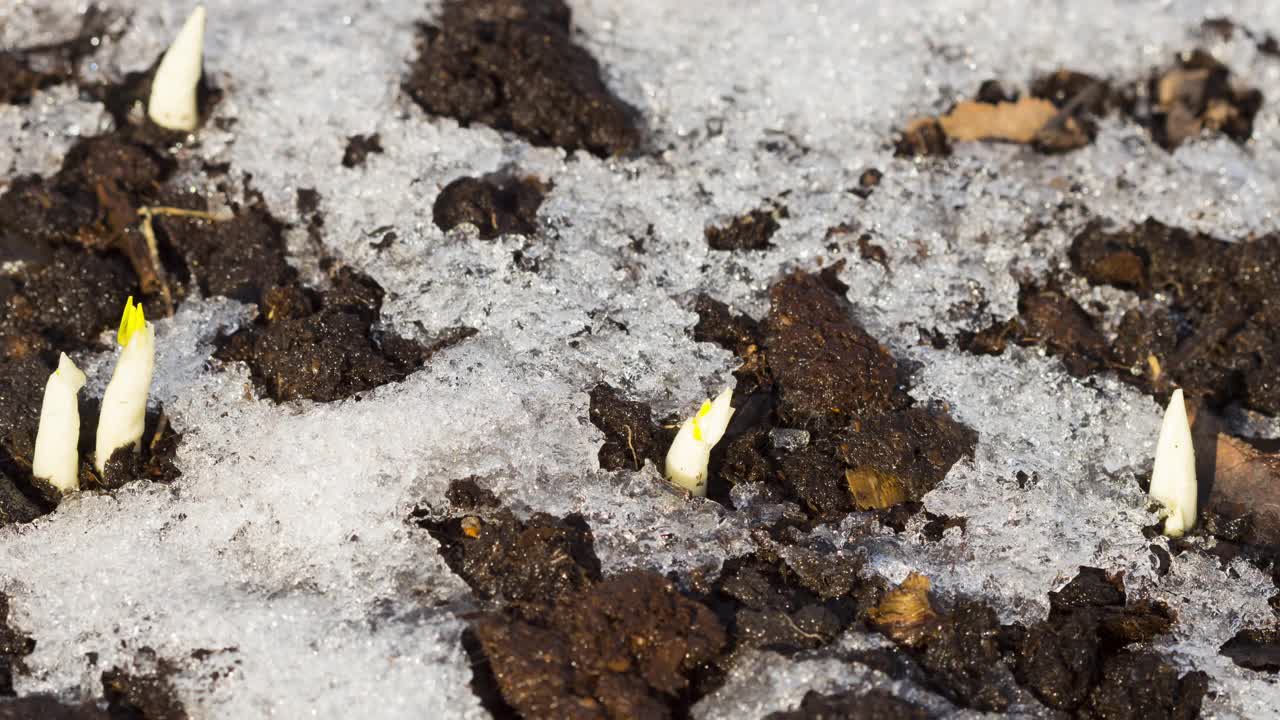 雪在花园里的土壤上融化视频素材