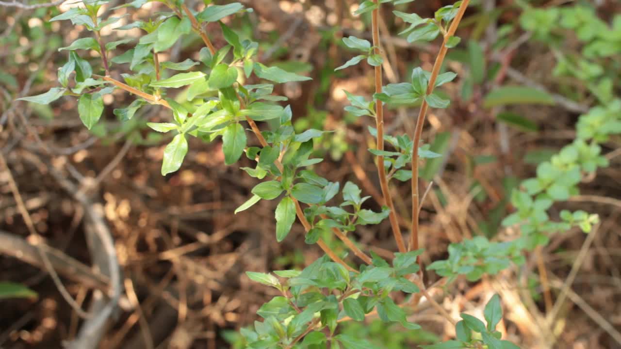 野外开花植物特写视频素材