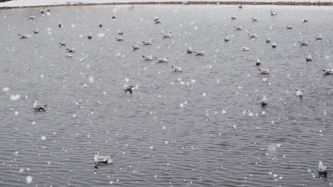 海鸥在暴风雪中在海上游泳视频素材