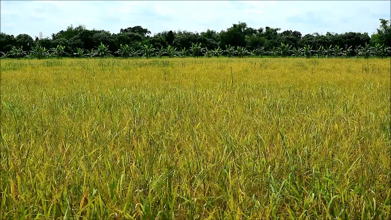 和风和煦的金色稻田准备收获，泰国视频素材