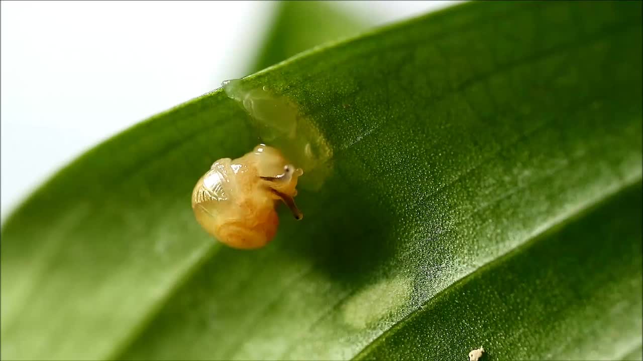 小蜗牛慢慢地在绿叶上吃着黄瓜片视频素材