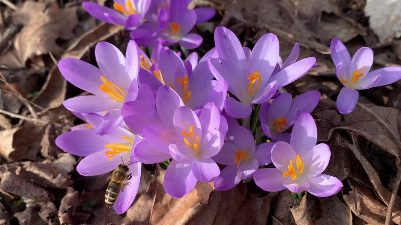 蜜蜂在番红花草地上寻找杆子视频素材