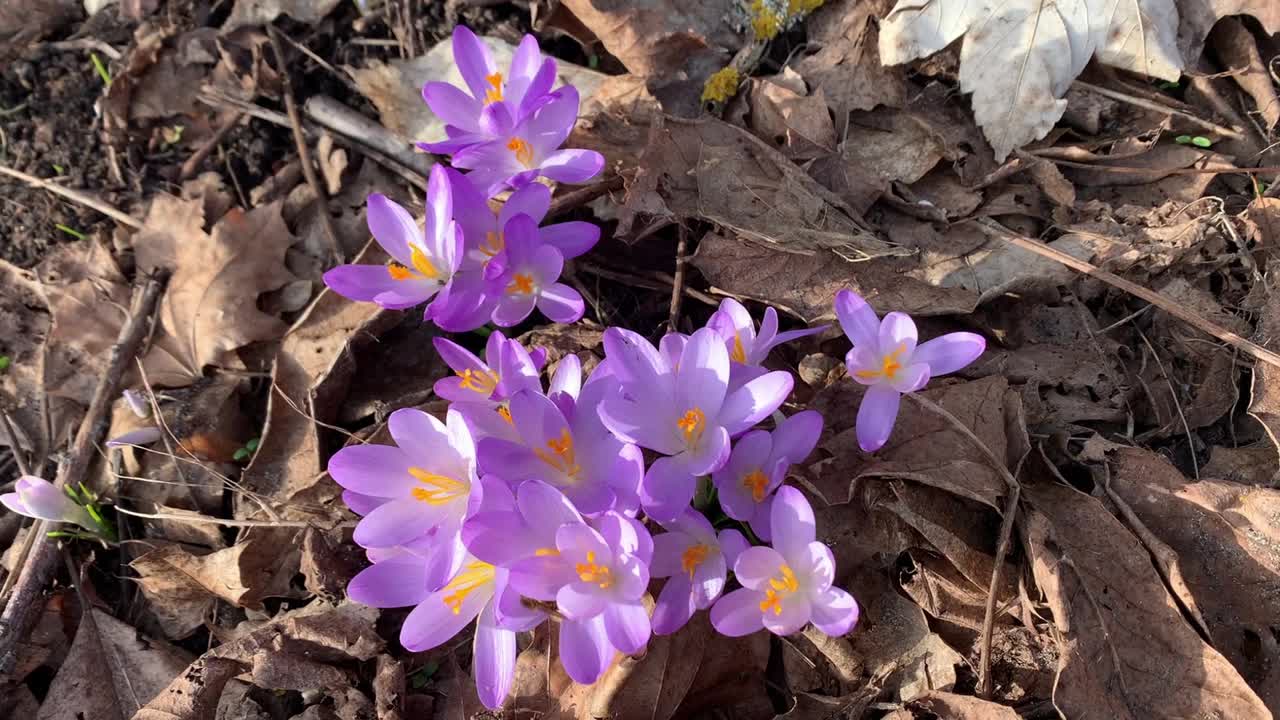 蜜蜂在番红花草地上寻找杆子视频素材