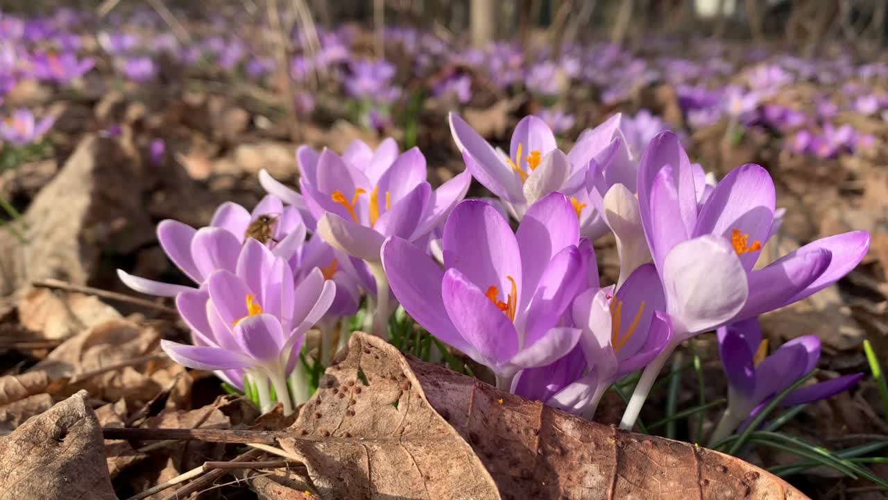 蜜蜂在番红花草地上寻找杆子视频素材