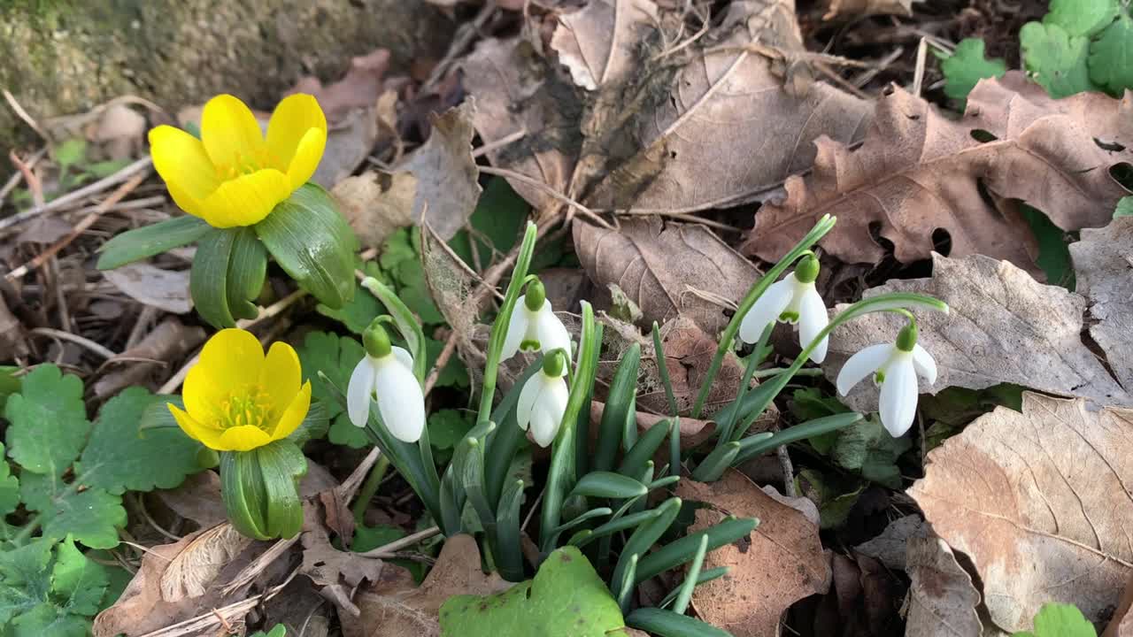 冬附子和雪花莲视频素材