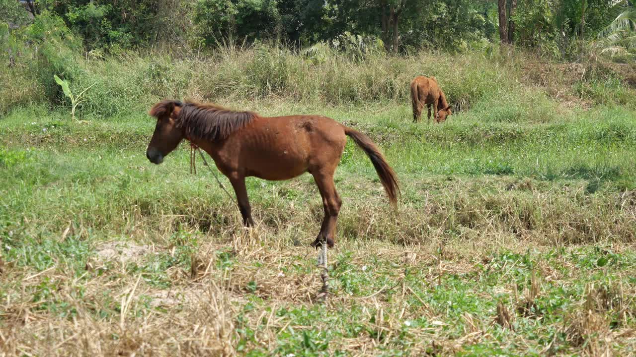 棕色的马站在农场里摇着尾巴视频素材