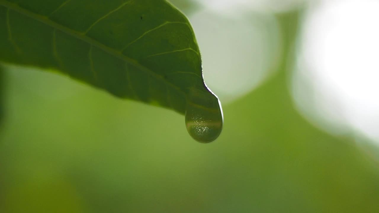 雨滴落在树叶上视频素材