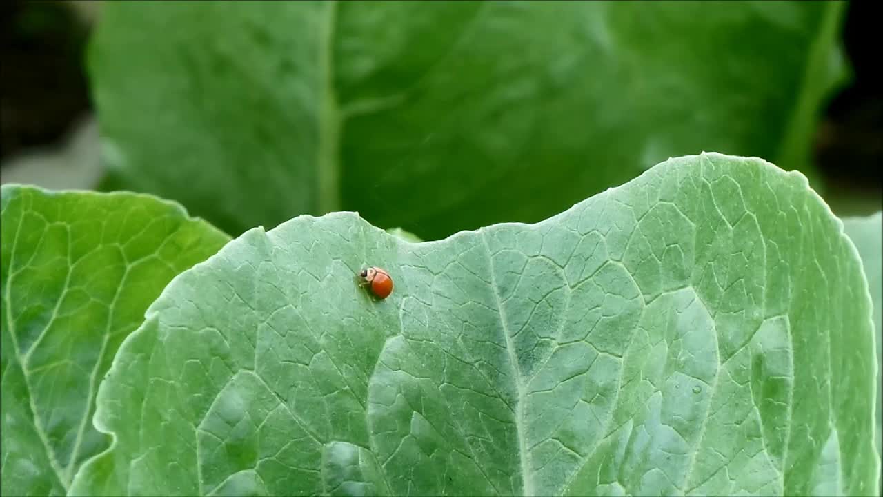 在泰国乡村的一个有机农场里，一只忙碌的红瓢虫在绿色的蔬菜叶子上快速行走视频素材