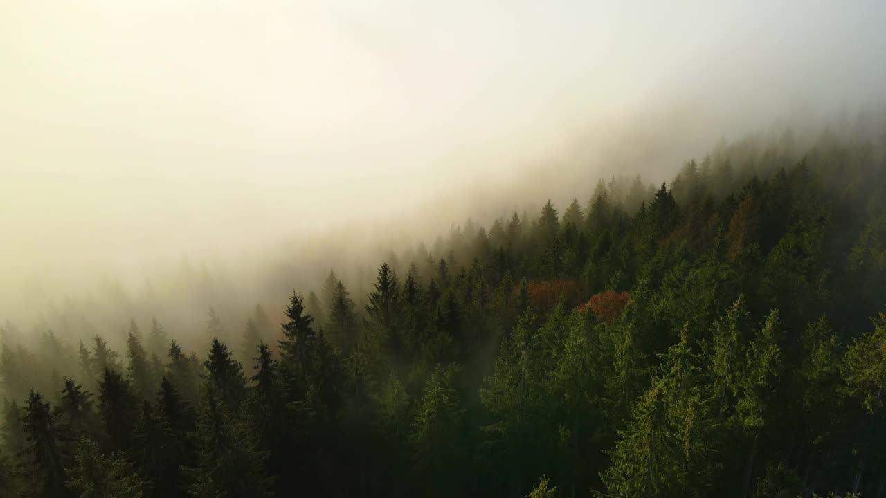 鸟瞰图的深绿色松树在云杉林在雾蒙蒙的秋天山。视频素材