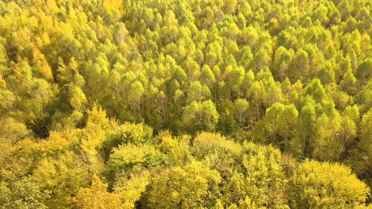 秋天的森林里有明亮的橙色和黄色的叶子。秋高气爽，茂密的树林。视频素材