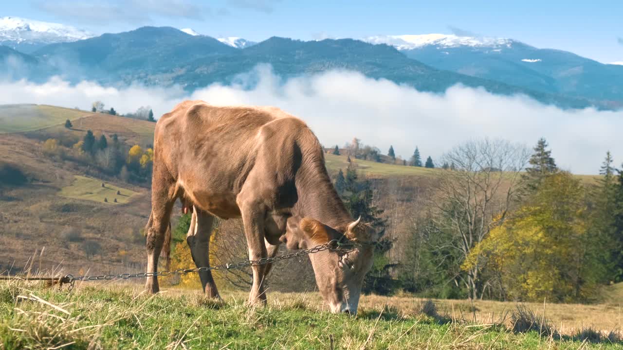 在夏季高山高寒草甸上放牧的农场奶牛。视频素材