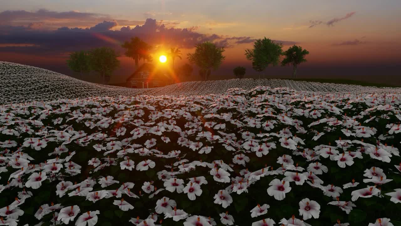 近处的芙蓉白花田视频素材