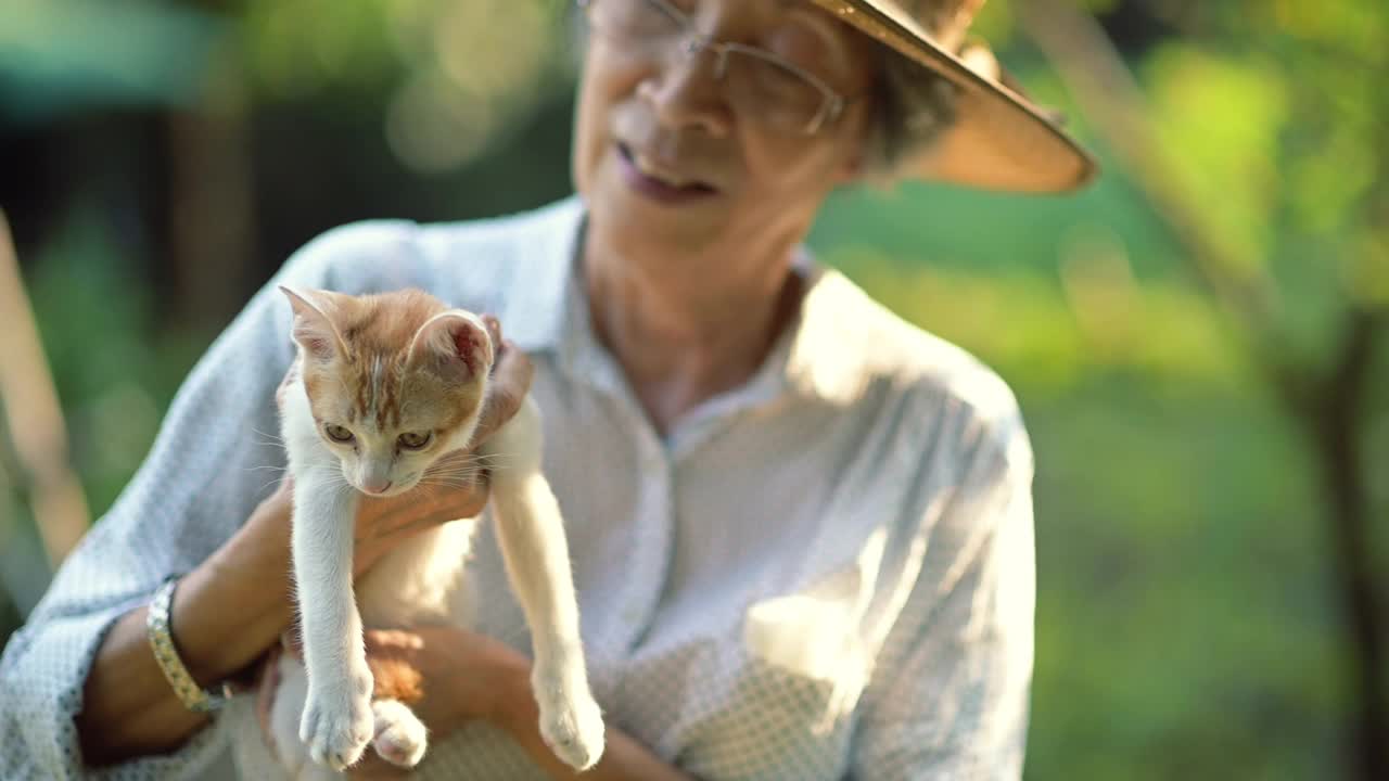 爱猫者视频素材