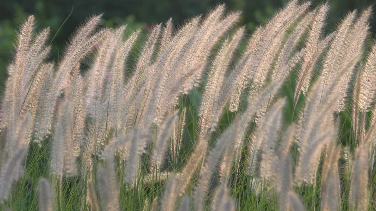 风吹白芦苇草视频素材