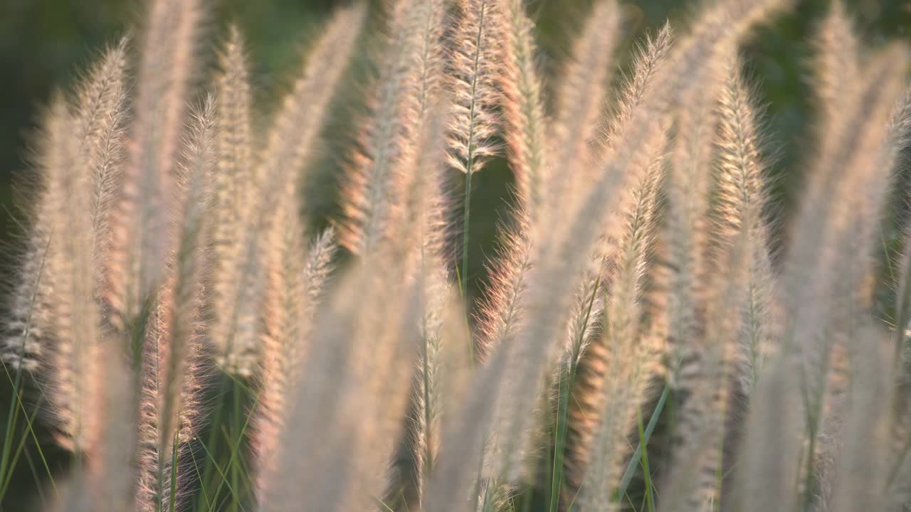 风吹白芦苇草视频素材