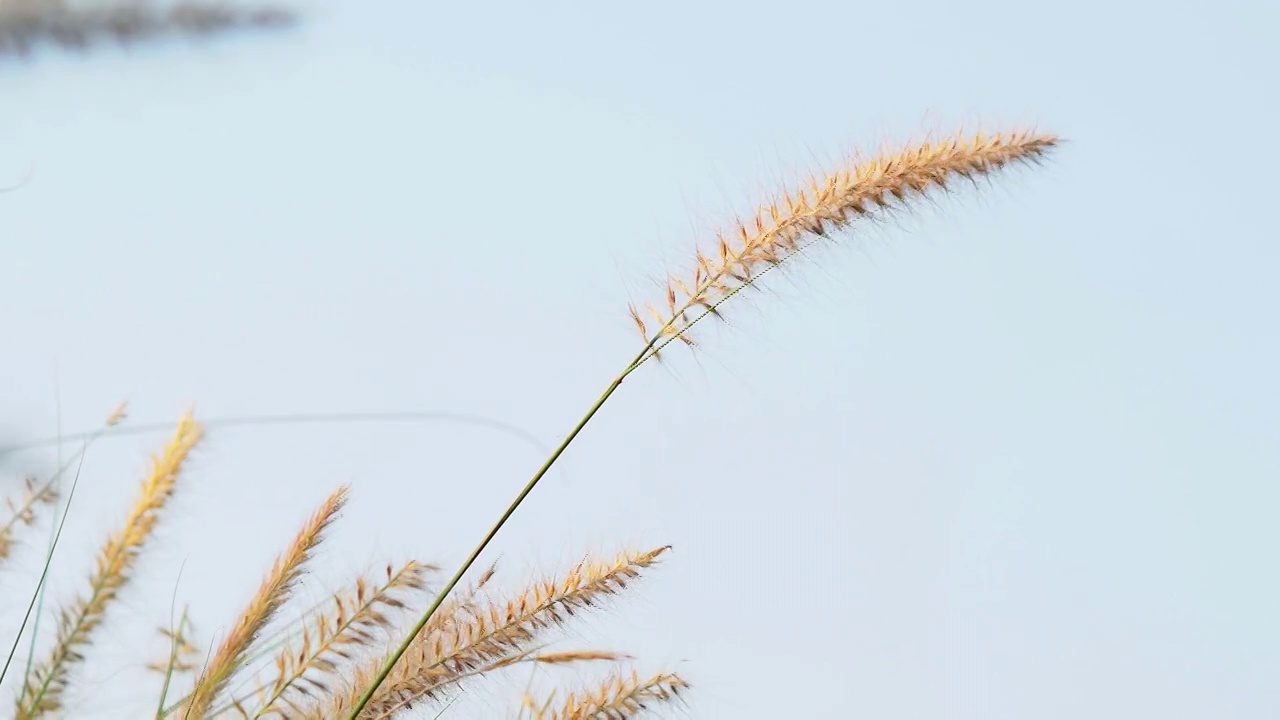 草花近了。视频素材